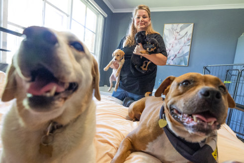 Hanneke De Nobile with several of the nine puppies she is fostering, her own dog Quest and foster dog Tangelo.
