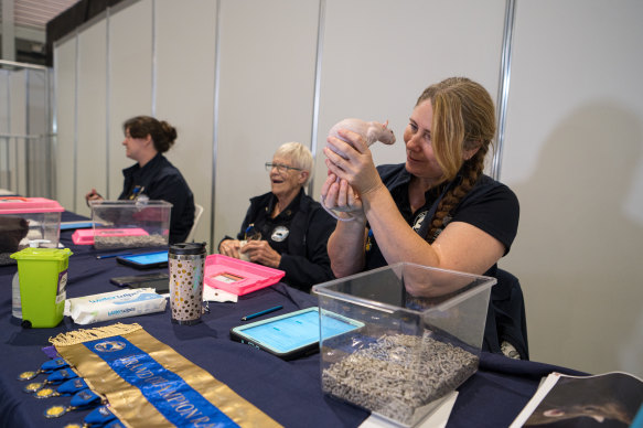 Judges Rachel Sydenham (right) and Sandra McLean (centre). McLean has 90 rats of her own at home.