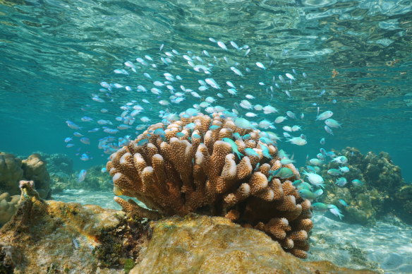 A shoal of blue fish and cauliflower coral.