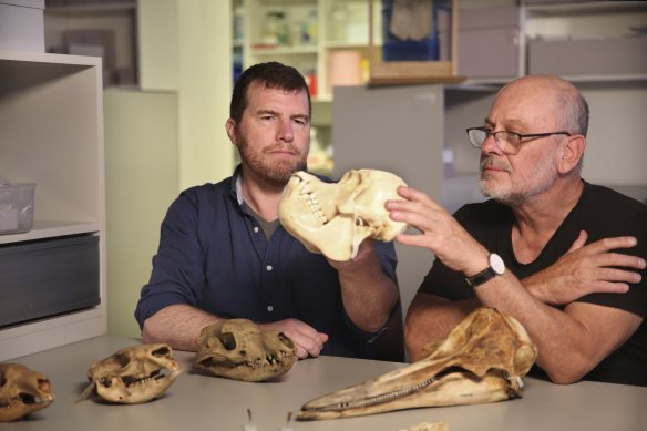 Research co-authors Professor Kris Helgen (left) and Professor Tim Flannery with examples of modern mammal skulls at the Australian Museum.