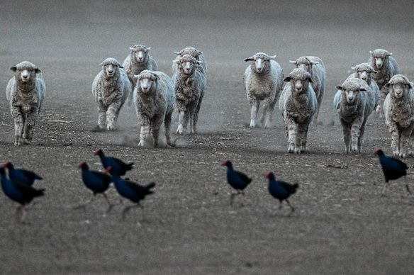 Feed needs to be brought in for the sheep on the drought-stricken property in Benalla. 