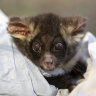 Critics fear change of logging law will further endanger greater gliders
