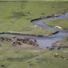 Aerial shooting of brumbies ruled out in Kosciuszko despite government report