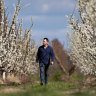 $1 more per kilo: Prices of stone fruit, apples, pears and cherries to rise as bee shortage stings