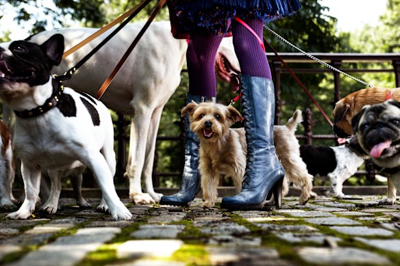 Once feared as disease-carrying animals, dogs in New York City now enjoy an elevated position.