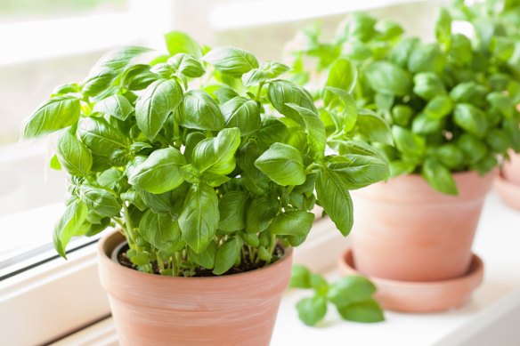 Replanting herbs into larger pots will help them grow into healthy and productive plants.