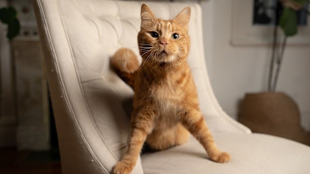 Phineas has trouble with balance, coordination and eating. He also has plenty of fans across the globe.