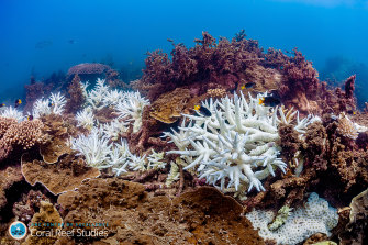Coral bleaching at Magnetic Island in March, part of the third mass bleaching event in five years.