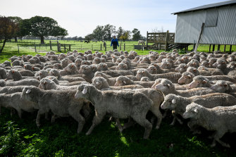 Sheep theft is a growing problem on Victorian farms. 