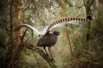 A superb lyrebird in Victorian forest. New research has found lyrebirds they are the most prolific earthmoving animals in the world. 