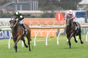 Second again: The Bandit chases home Tamarack at Rosehill on Saturday.