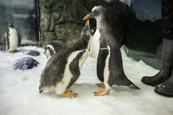 Sphen (right) feeds his chick.