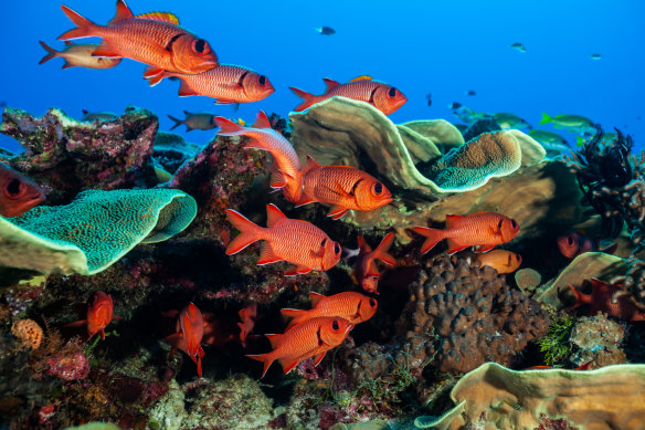 The Blue Corner reef is among the world’s best diving and snorkelling sites.