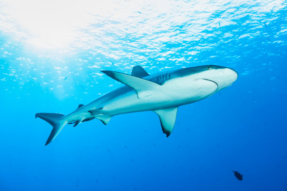 Palau was the first nation to protect 80 per cent of its waters with a marine sanctuary.