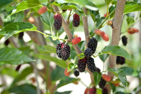 You won’t generally find mulberries in the supermarket but they are easy to grow at home and well suited to growing in pots.