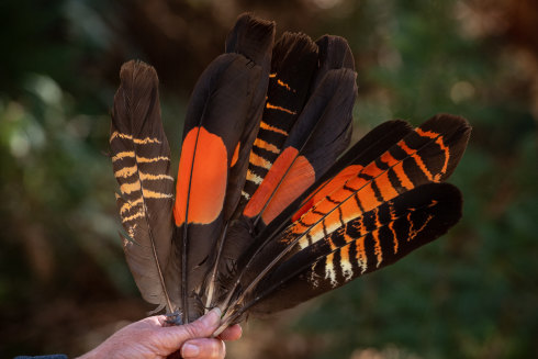 Tail feathers of male and female red-tailed black cockatoos.