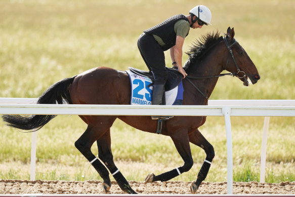 Marmelo gallops during trackwork at Werribee on Thursday morning.