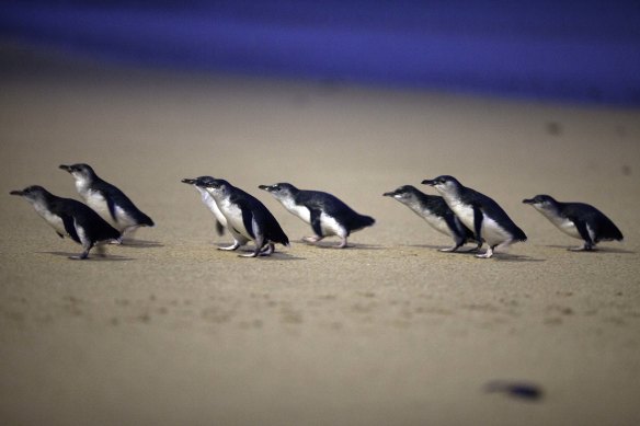 The Phillip Island Penguin Parade.