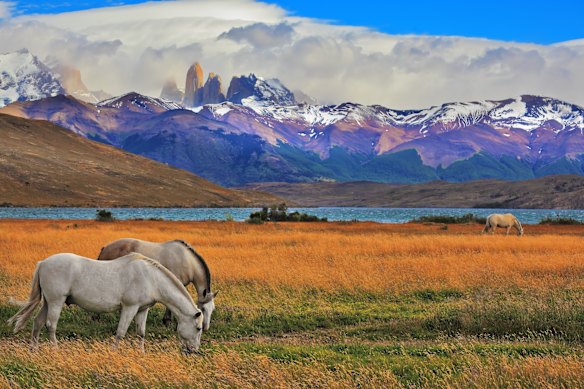 Wild horses graze in the golden grasses of Torres del Paine National Park in Chilean Patagonia.