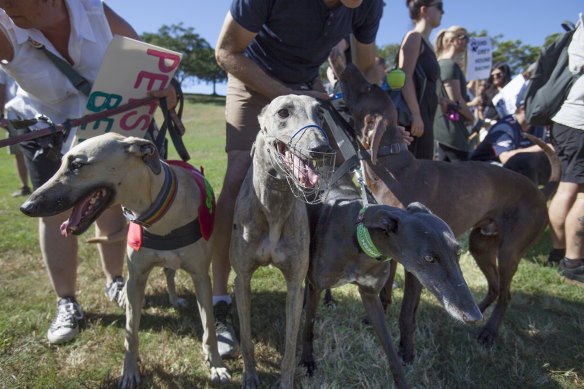 A visiting program for rescue greyhounds to aged-care facilities has been established. 