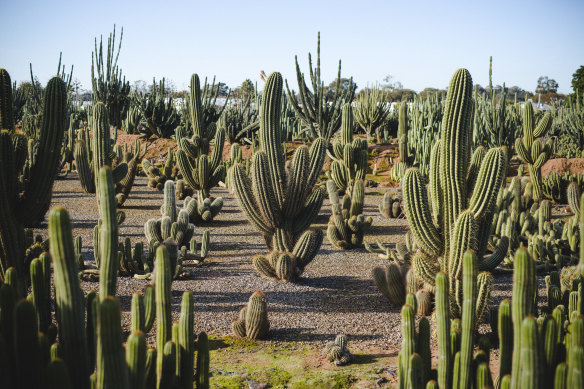 Each plant has its own distressed calls. Cactus, for example, sound different to other plants. 