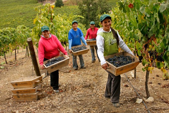 Grape harvest.