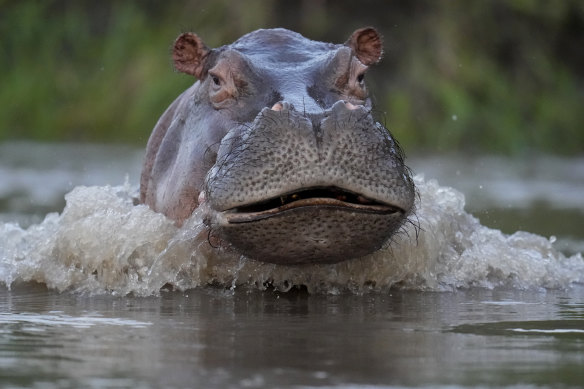 A hippopotamus charged into a canoe on a river and capsizing it in southern Malawi on Monday.