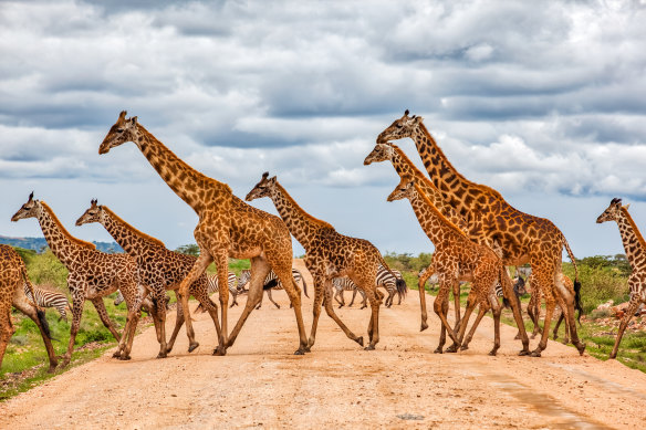New research shows giraffes care for family members in a manner like the most complex animal social networks. 