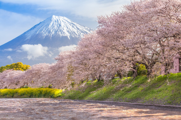 Cherry blossom season in Japan.