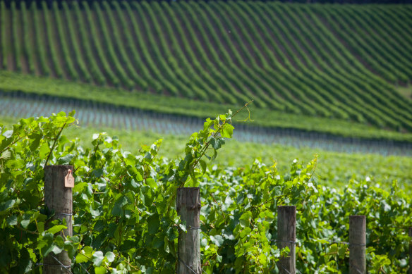 Giant Steps in the Yarra Valley.