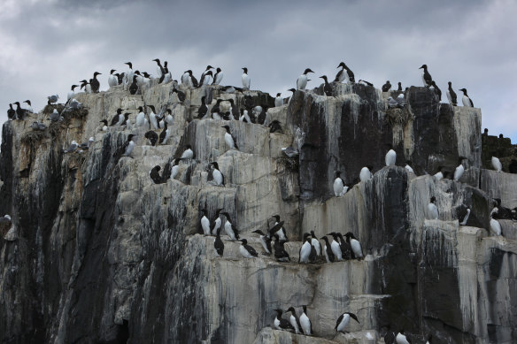 Guillemots nest on cliff faces on the Farne Islands. 
