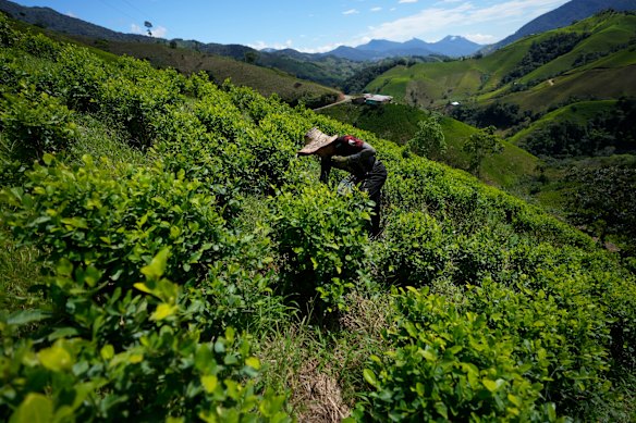 Colombian coca plant cultivation is at record levels.