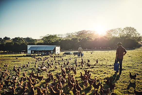 Other nations’ poultry industries have been devastated by outbreaks of the H5N1 bird flu.