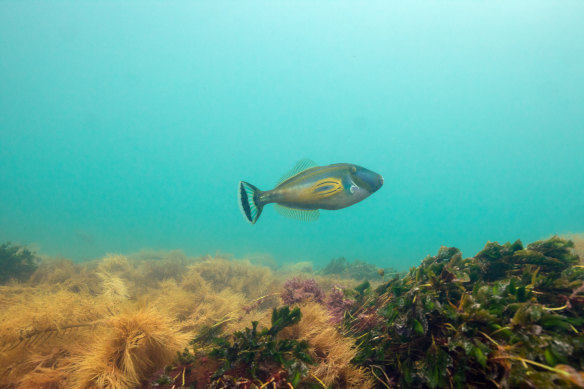 A horseshoe leatherjacket at Bunurong Marine National Park near Cape Paterson.