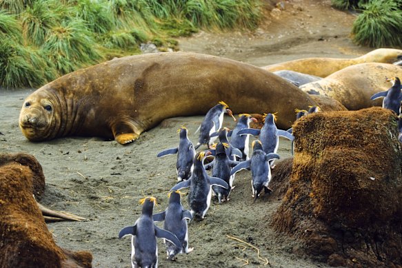 Southern elephant seal and Royal Penguins, Macquarie Island.
