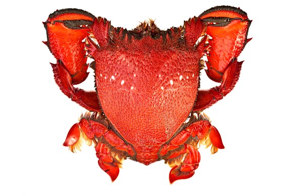 Seafood: How sustainable are your Christmas prawns?