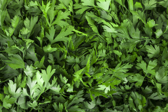Flat leaf parsley grows well in a sunny position and benefits from regular watering.