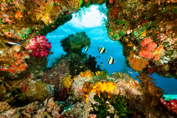 Coral wonderland, Raja Ampat, Indonesia.