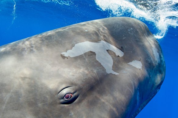 The advent of electrical light helped save the sperm whale from extinction.