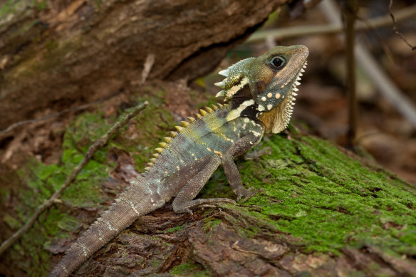 Boyd’s forest dragon – not only camouflaged; they seldom move.