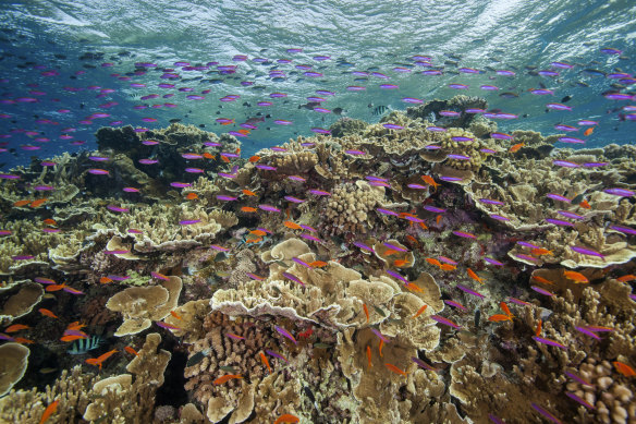 UNESCO will send a mission to inspect the Great Barrier Reef later this month. 