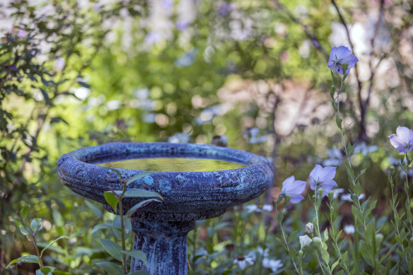 There is nothing that birds, frogs, dragonflies, bees and other insects like better than a pool of water.