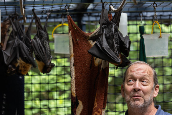 Daintree Rainforest local Dave Pinson with some of the rescue bats he is looking after.