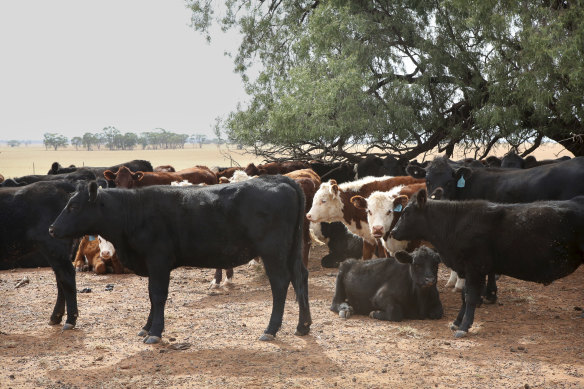 Australian cattle command a premium price in Asian markets.