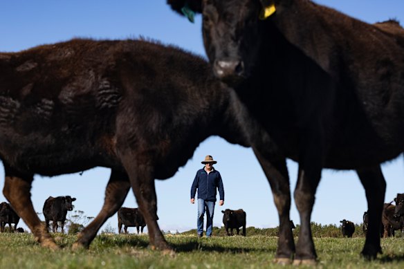Wagyu beef farmer Nick Sher
on his Ballan farm, north-west of Melbourne. He isn’t worried about the change.
