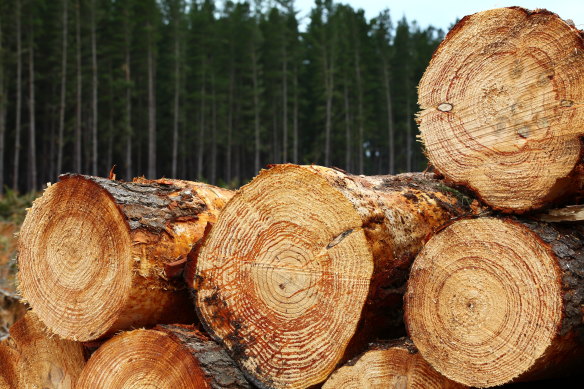 Timber prices have soared globally in recent months.