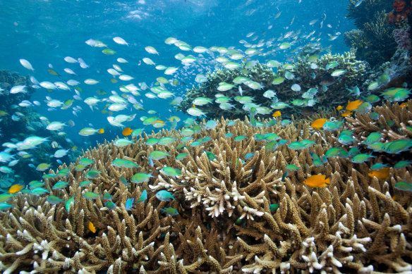 Finger corals and blue-green Chromis, Menjangan Island.