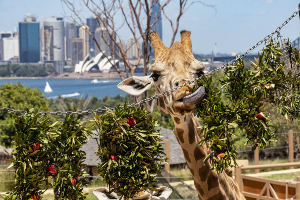An enclosure with a view at Taronga Zoo, a perfect place to bring visitors.
