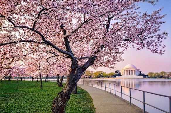 Cherry blossom trees near the Thomas Jefferson Memorial.