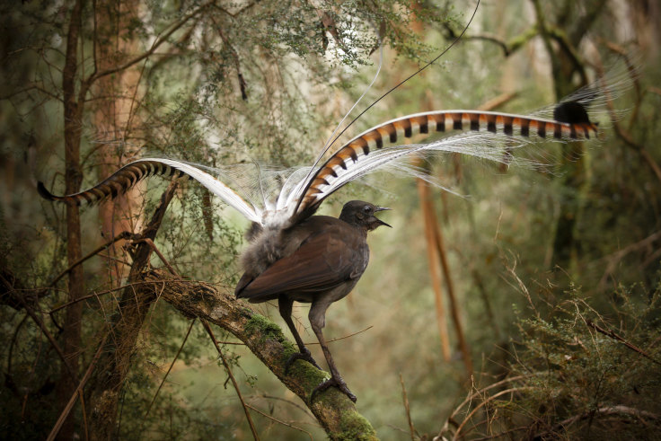 Forget worms and gophers, lyrebirds are the world's best soil shifter